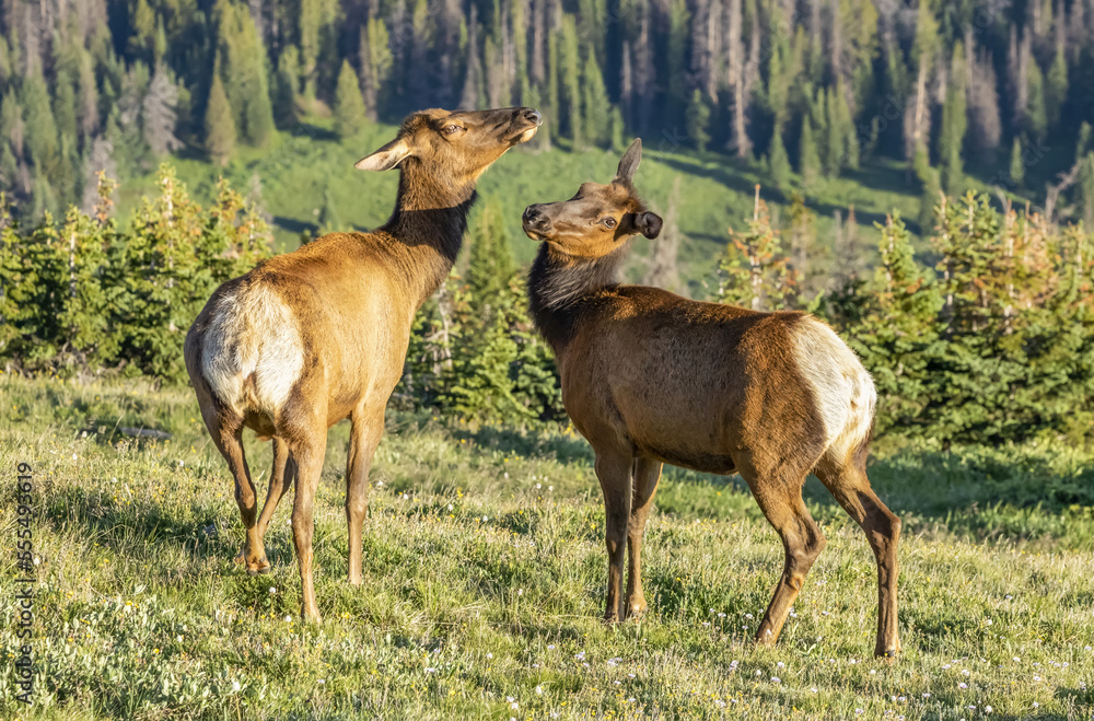Two elk cows (Cervus canadensis) standing on grass; Estes Park, Colorado, United States of America Two elk cows (Cervus canadensis) standing on grass; Estes Park, Colorado, United States of America