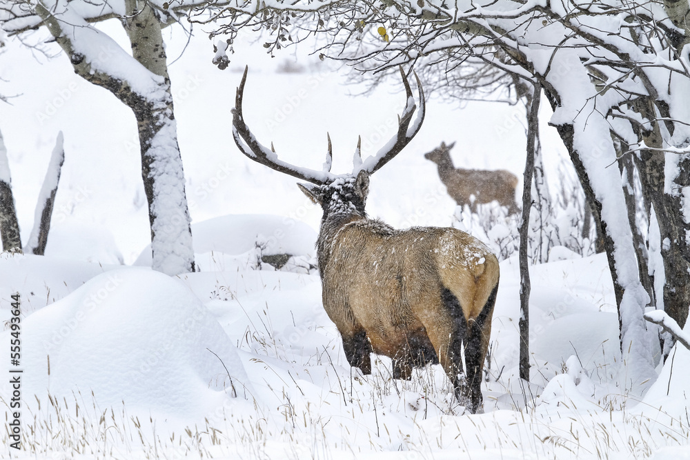 Elk (Cervus canadensis) bull and cow in snow; Estes Park, Colorado, United States of America Elk (Cervus canadensis) bull and cow in snow; Estes Park, Colorado, United States of America