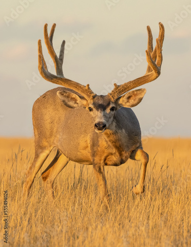 Mule deer (Odocoileus hemionus) stag with antlers standing in long grass illuminated by golden sunlight and looking at the camera; Steamboat Springs, Colorado, United States of America