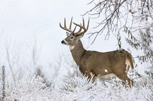 White-tailed deer buck (Odocoileus virginianus) standing in snowy field; Emporia, Kansas, United States of America photo