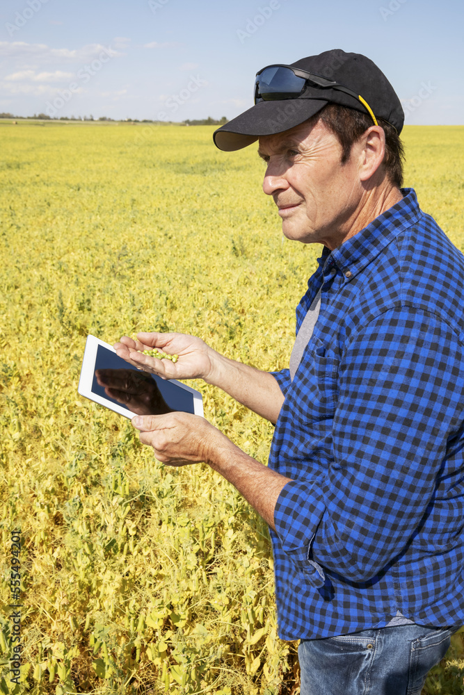 A farmer stands in a farm field using a tablet and holding a handful of peas; Alberta, Canada A farmer stands in a farm field using a tablet and holding a handful of peas; Alberta, Canada
