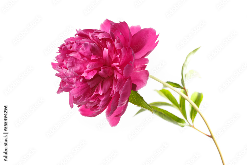 Beautiful pink terry peony isolated on a white background.