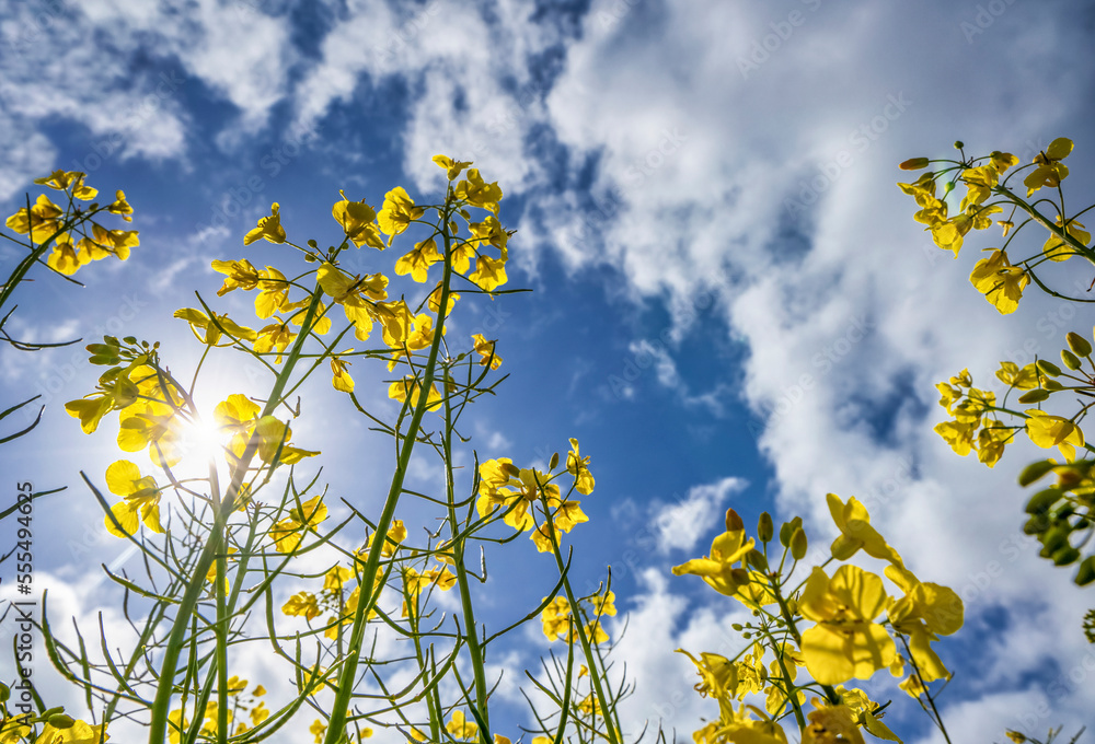 Yellow flowers reaching for the blue sky with cloud; South Shields, Tyne and Wear, England Yellow flowers reaching for the blue sky with cloud; South Shields, Tyne and Wear, England