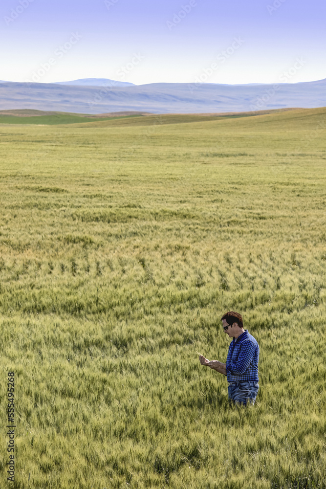 Farmer standing in a wheat field inspecting the yield; Alberta, Canada Farmer standing in a wheat field inspecting the yield; Alberta, Canada