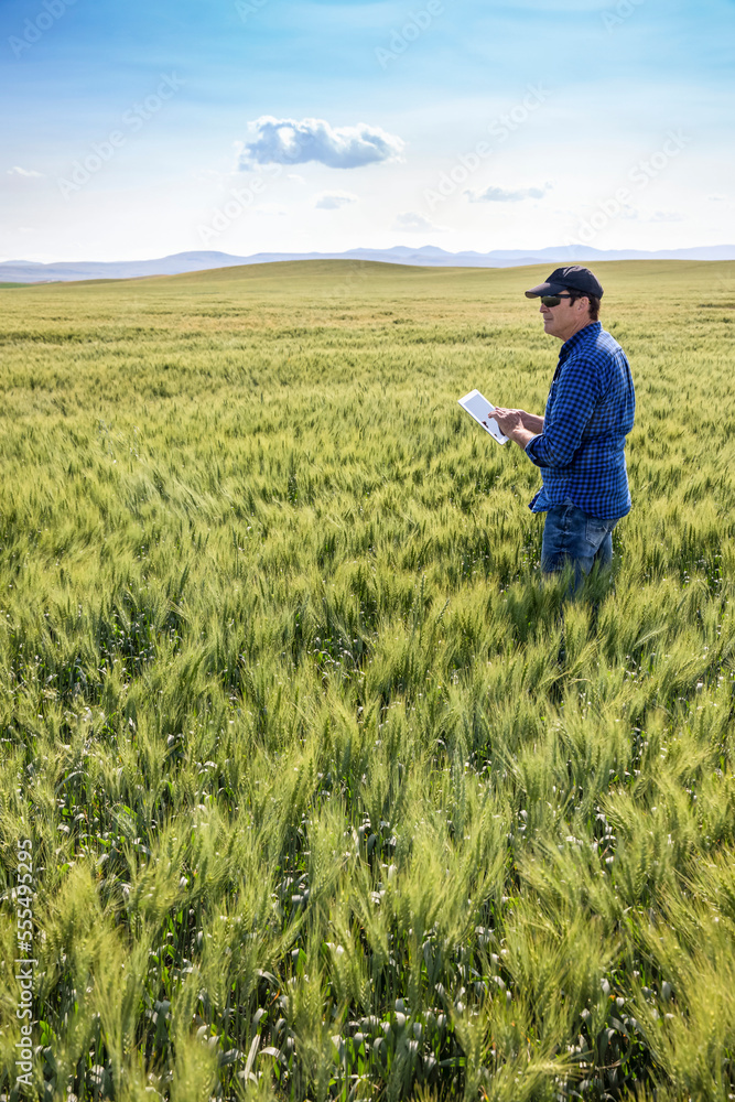 Farmer standing in a wheat field using a tablet and inspecting the yield; Alberta, Canada Farmer standing in a wheat field using a tablet and inspecting the yield; Alberta, Canada