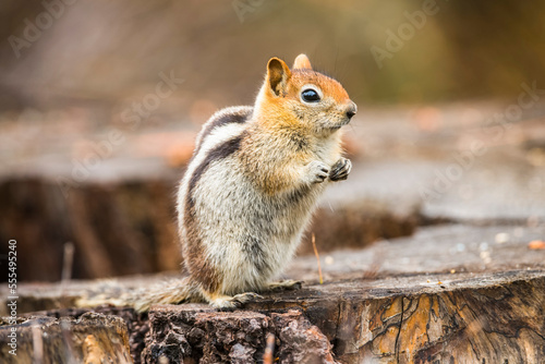 Golden-mantled Ground Squirrel (Callospermophilus lateralis) sitting on stump in Sequoia National Park; California, United States of America