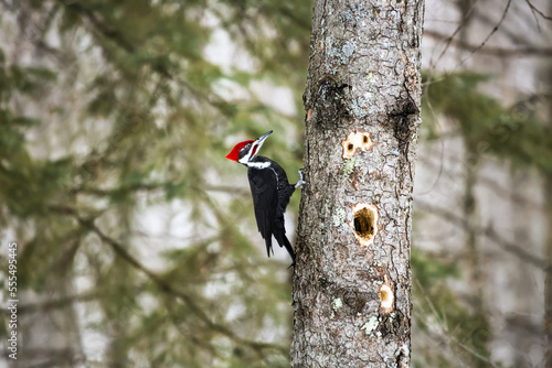 A busy Piliated woodpecker (Dryocopus pileatus) chips out large holes in the tree, looking for insects to eat, Father Hennepin State Park; Minnesota, United States of America photo