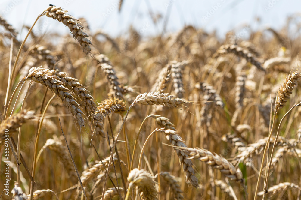 Fototapeta premium Gerstenfeld