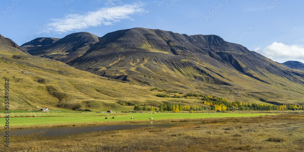 Sheep (Ovis aries) grazing on lush farmland with mountains in the background; Blonduos, Northwestern Region, Iceland Sheep (Ovis aries) grazing on lush farmland with mountains in the background; Blonduos, Northwestern Region, Iceland