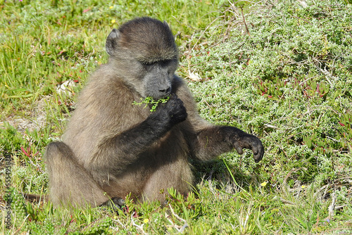 Baboon at the Cape of Good Hope, Cape Town, South Africa