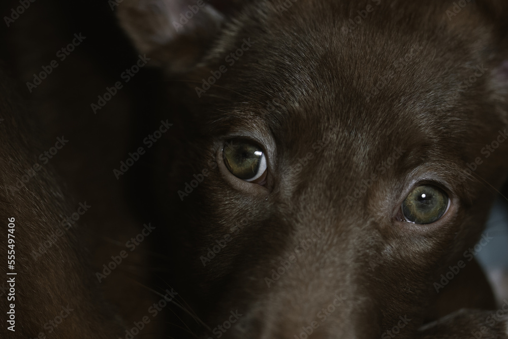 Podenko ibitsenko, ibisan greyhound, ibizan. Hunting dogs breed. Portrait of brown puppy with green clever eyes. Mixed breeds of canine. Abandoned stray pup background. Protection of abandoned animals Podenko ibitsenko, ibisan greyhound, ibizan. Hunting dogs breed. Portrait of brown puppy with green clever eyes. Mixed breeds of canine. Abandoned stray pup background. Protection of abandoned animals