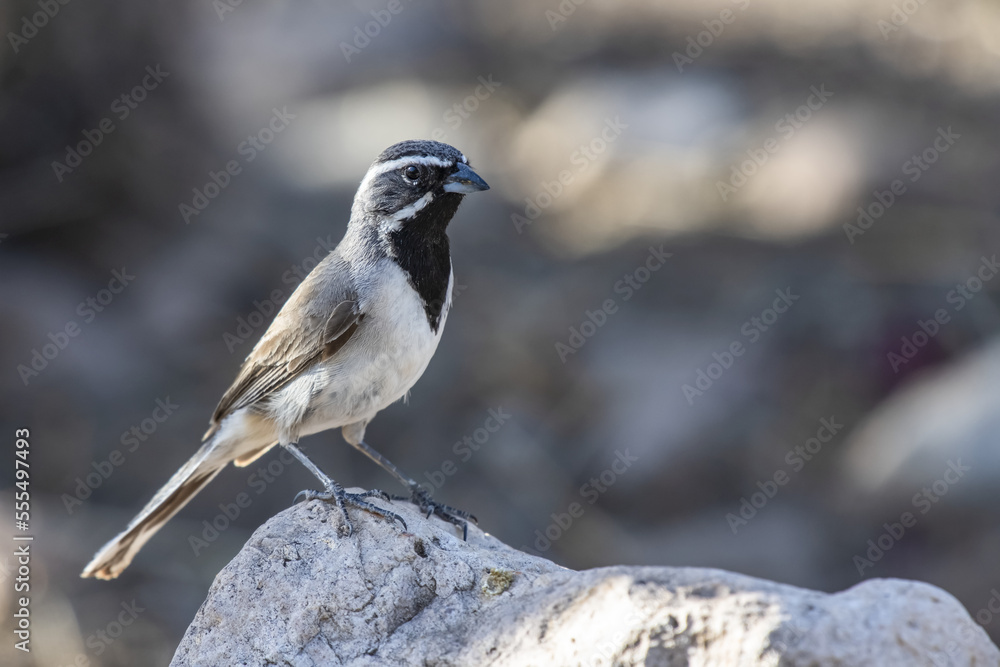 Black-throated Sparrow (Amphispiza billneata) perched on a rock in the foothills of the Chiricahua Mountains near Portal; Arizona, United States of America Black-throated Sparrow (Amphispiza billneata) perched on a rock in the foothills of the Chiricahua Mountains near Portal; Arizona, United States of America