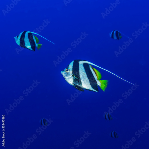 Pennant Butterflyfish (Heniochus diphreutes) feeding on zooplankton off the backwall of Molokini Crater offshore of Maui; Molokini Crater, Maui, Hawaii, United States of America photo