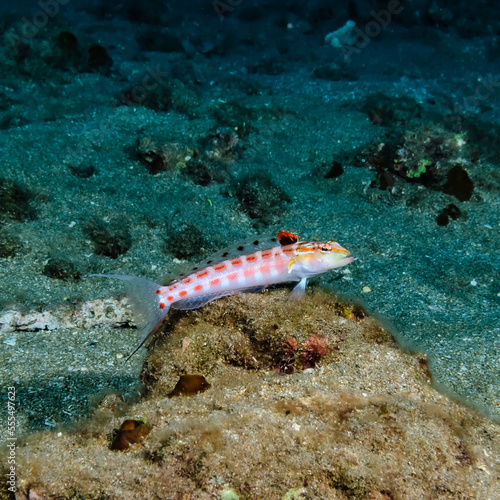 Redspotted Sandperch (Parapercis schauinslandii) poised to strike at prey just offshore of Maui near Kihei; Maui, Hawaii, United States of America photo