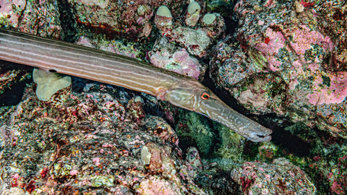 Close-up of a Chinese Trumpetfish (Aulostomus chinensis) poised next to volcanic rock reef off the Kona coast, the Big island; Island of Hawaii, Hawaii, United States of America photo