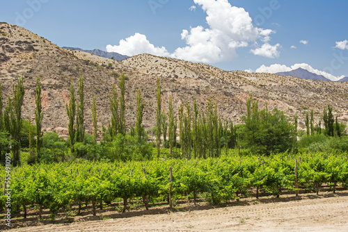 A vineyard in front of desert hills in South America; Cachi, Salta, Argentina photo