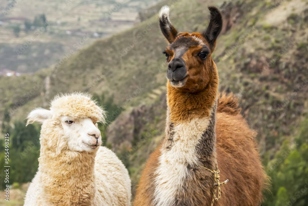 Two Llamas (Lama glama) side by side looking at the camera; Pisac, Cusco, Peru Two Llamas (Lama glama) side by side looking at the camera; Pisac, Cusco, Peru