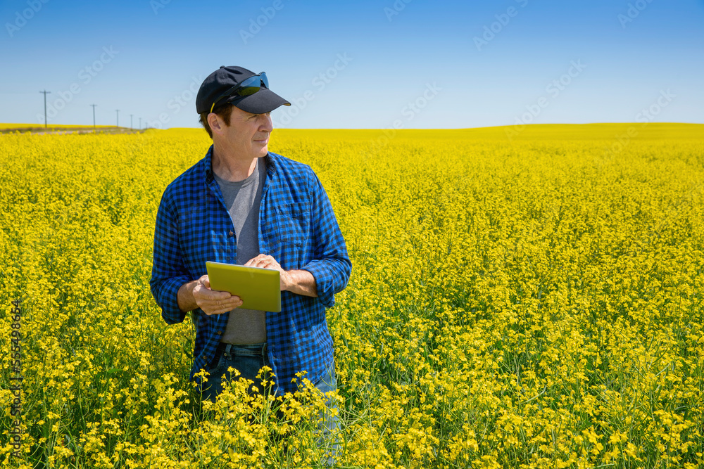 © Designpics - Farmer standing in a canola field using a tablet and inspecting the yield; Alberta, Canada