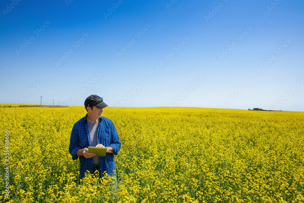 Farmer standing in a canola field using a tablet and inspecting the yield; Alberta, Canada Farmer standing in a canola field using a tablet and inspecting the yield; Alberta, Canada