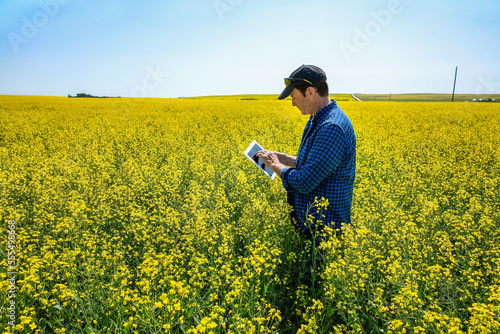 Farmer standing in a canola field using a tablet and inspecting the yield; Alberta, Canada