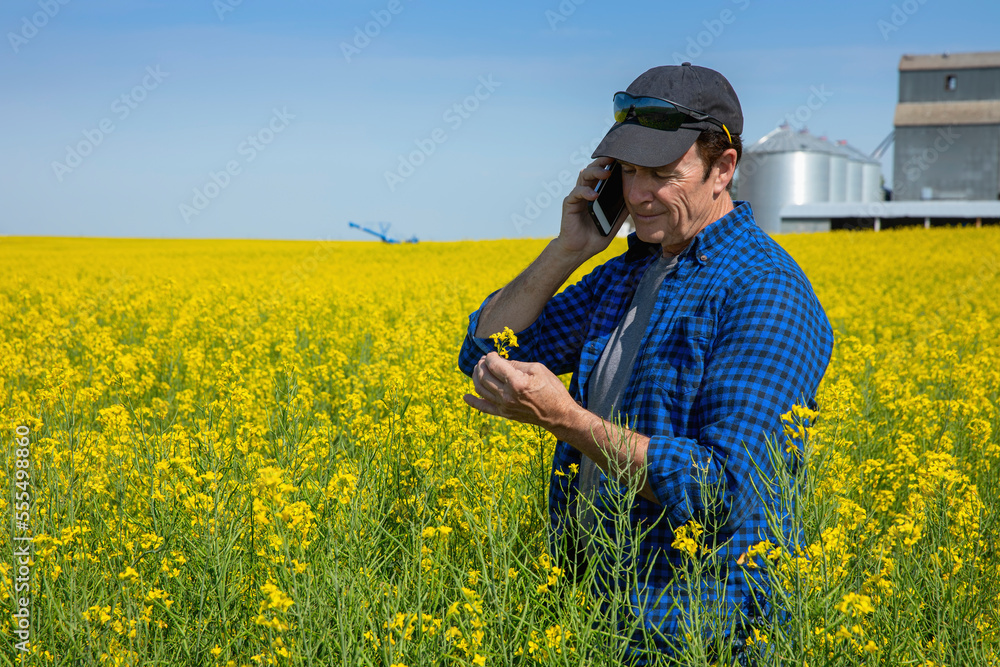 Farmer standing in a canola field using a smart phone and inspecting the yield; Alberta, Canada Farmer standing in a canola field using a smart phone and inspecting the yield; Alberta, Canada
