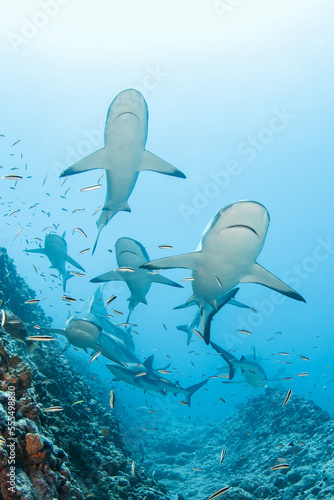 Grey reef shark