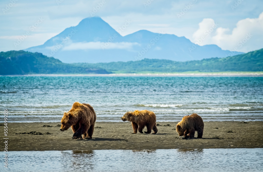 Bear (Ursus arctos) viewing at Hallo Bay Camp. A sow and her two cubs hunt for clams while awaiting the arrival of salmon to local streams; Alaska, United States of America Bear (Ursus arctos) viewing at Hallo Bay Camp. A sow and her two cubs hunt for clams while awaiting the arrival of salmon to local streams; Alaska, United States of America