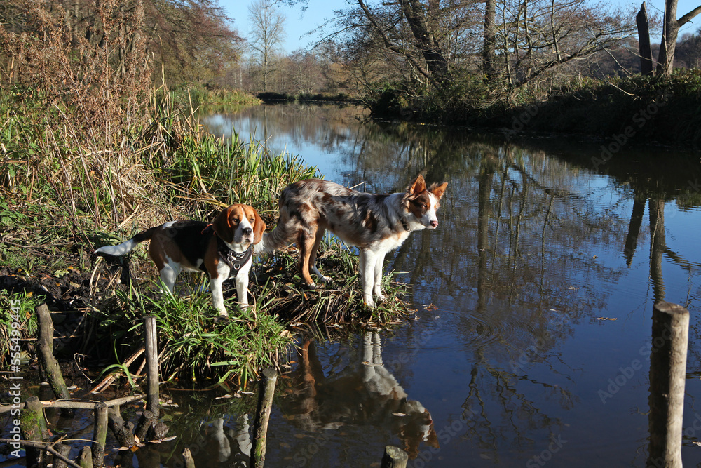 A tri colour red merle border collie seven month old puppy and young beagle stood on a riverbank. A tri colour red merle border collie seven month old puppy and young beagle stood on a riverbank.