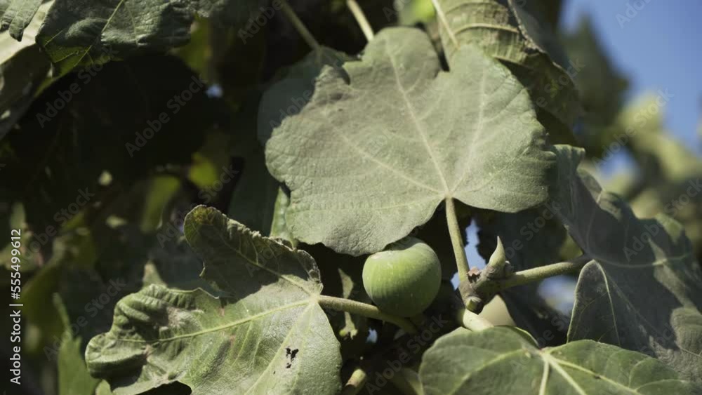 Unripe Fruits of Fig Tree Swinging in the Wind 4K Unripe Fruits of Fig Tree Swinging in the Wind 4K