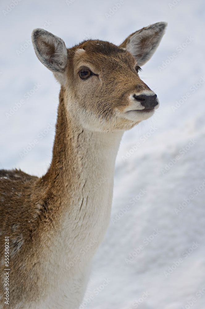 Red Deer, Omega Park, Montebello, Quebec, Canada Red Deer, Omega Park, Montebello, Quebec, Canada