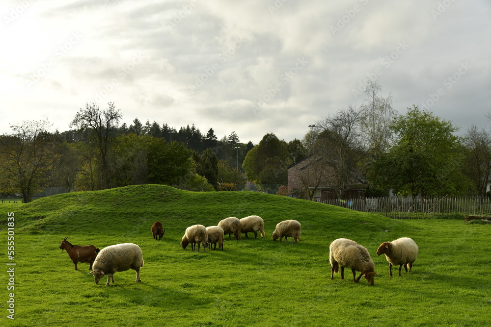 Petit troupeau de moutons dans un grand enclos sous un ciel gris à Han-Sur-Lesse Petit troupeau de moutons dans un grand enclos sous un ciel gris à Han-Sur-Lesse