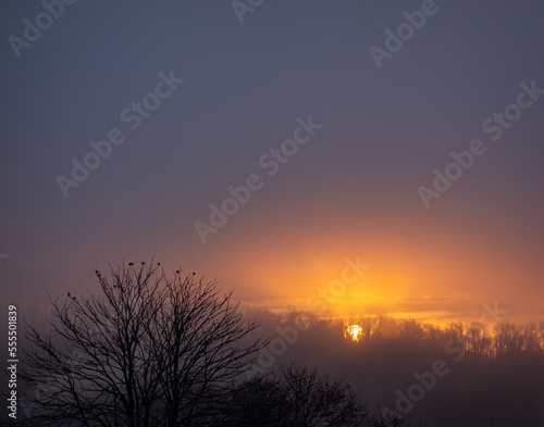 Tree  Birds  and a Sunrise