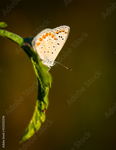 Butterfly of the genus satyrium on a leaf