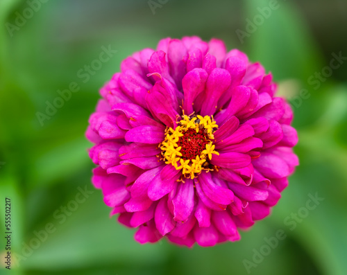 Flower on green background with vibrant colors