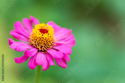 Flower on green background with vibrant colors