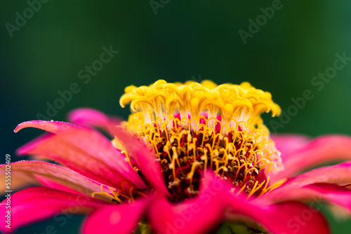 Macro view of magenta and yellow flower