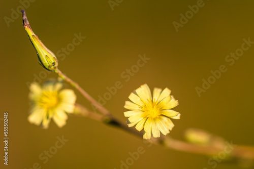 Yellow flower on blurred background