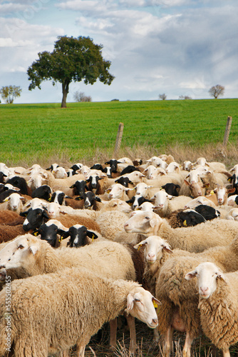 Flock of sheep grazing in a field of Zamora province near La Almendra village, Castile Leon, Spain photo