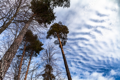 Obraz na płótnie Pine trees and funny clouds on the blue sky w salonie