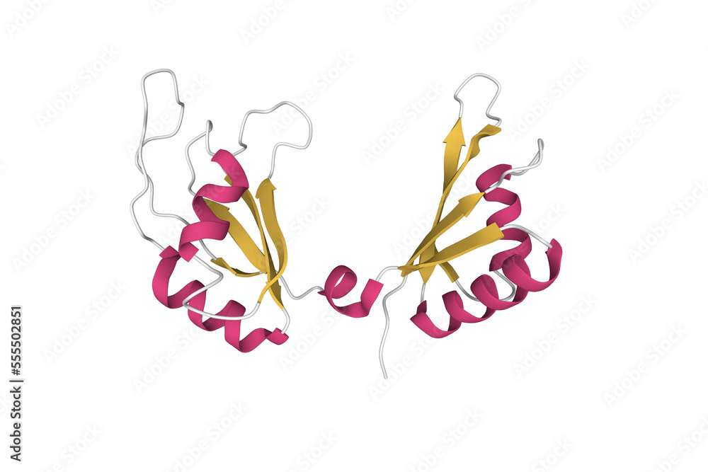 Structure of c-Myc DNA binding protein. 3D cartoon model, secondary structure color scheme, PDB 7c36 Structure of c-Myc DNA binding protein. 3D cartoon model, secondary structure color scheme, PDB 7c36