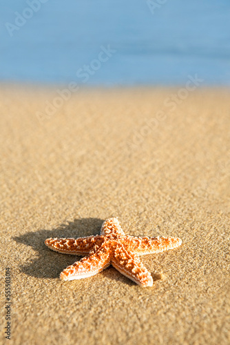 Starfish on Beach photo