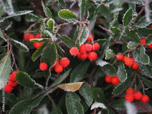 frost on red berries (Pyracantha koidzumii (Hayata) Rehder) photo