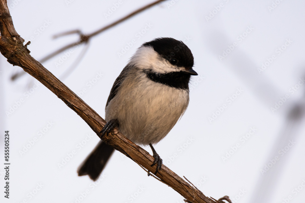 Obraz premium Black-capped chickadee perched on a tree branch