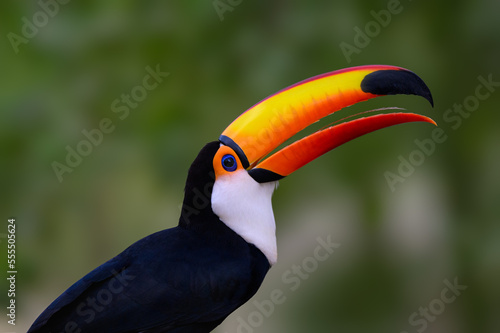 Toco Toucan with open beak closeup portrait on green background © FotoRequest