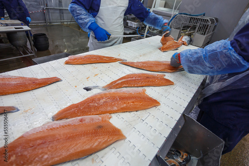 A fish factory worker processes a salmon fillet with a knife.