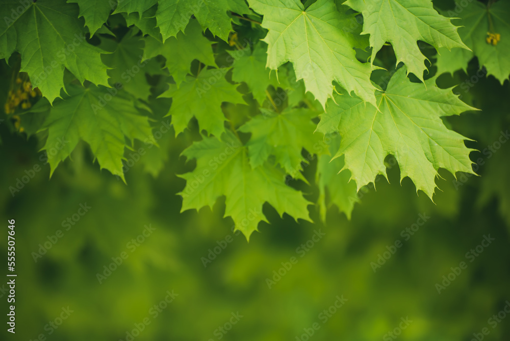 Maple leaves background Maple leaves background