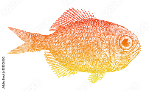 Short alfonsino centroberyx spinosus, South African marine fish in side view