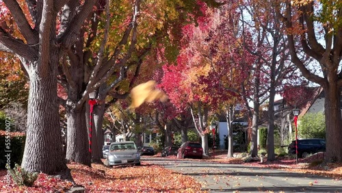 4K HD Video hand held on Liquid Amber, or American sweet gum trees in Autumn lining a quiet residential street wind blowing leaves raining leaves. 
