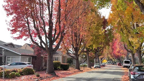 4K HD Video zooming in on Liquid Amber, or American sweet gum trees in Autumn lining a quiet residential street wind blowing leaves raining leaves 
