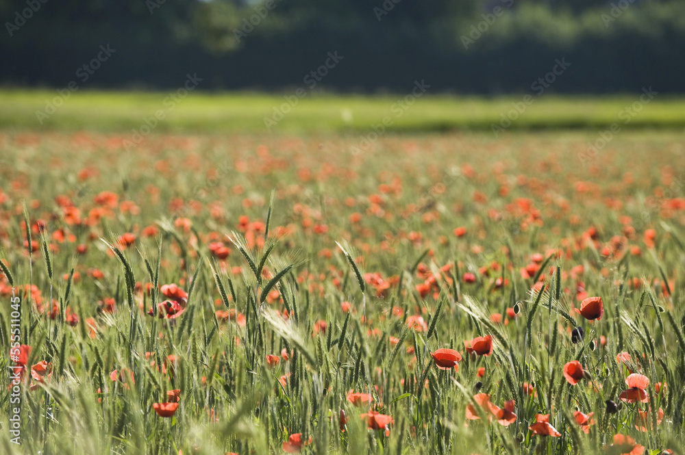 Organic Wheat Field and Poppies, Salzburg, Austria Organic Wheat Field and Poppies, Salzburg, Austria